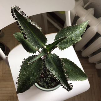 Каланхоэ /Бриофиллум Дегремона (Мадагаскар)