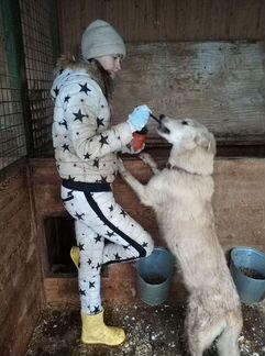 Собака в добрые руки