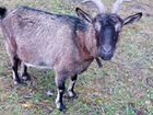 Козел альпийский и зааненские козы объявление продам