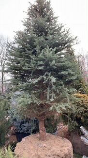 Ель Колючая Глаука 3.5 - 4.0 метра