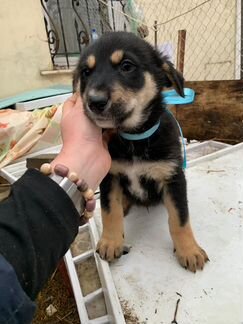 Щенок мальчик