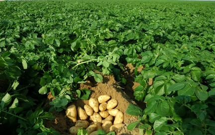 Картофельная ферма