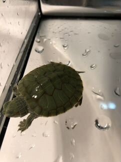 Черепаха с террариумом