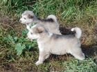 Аляскинский Маламут щенки