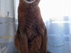Абиссинский кот на вязку