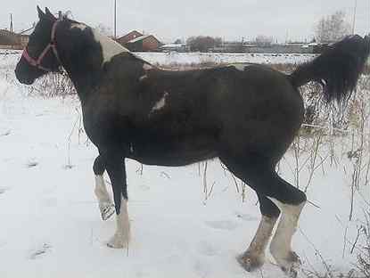 Продажа лошадей на авито в омской области