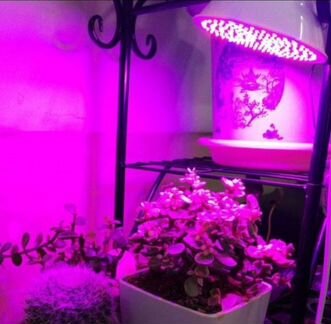 Фитолампы Led: - 200w; 260w; 290w; 500w