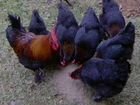 Куры и Цыплята марана черно-медного