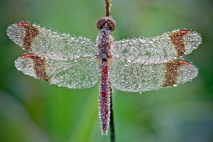 Серьги Травяные стрекозы (кошачий глаз)