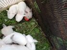 Продам крольчат