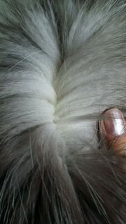 Мех песца (воротник )