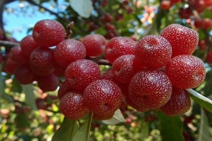 Шефердия саженцы в горшках