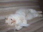 Невская маскарадная кошка (фенотип) в добрые руки