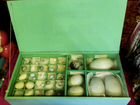 Коллекция яиц из СССР