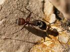 Camponotus cruentatus матка + 1-10 рабочих объявление продам
