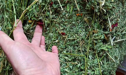 Сено люцерны для шиншилл