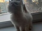 Чистокровный сибирский котёнок