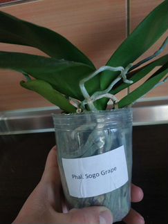 Орхидея фаленопсис Sogo Grape