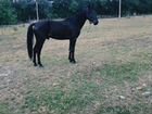 Карачаевская лошадь объявление продам