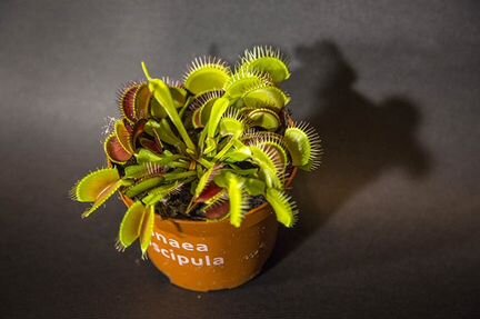 Венерина мухоловка (горшок 9см)