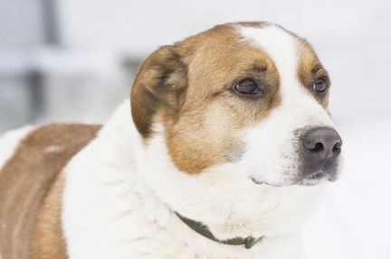 Возьми собаку из приюта