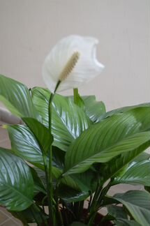 Спатифиллум большой, цветущий
