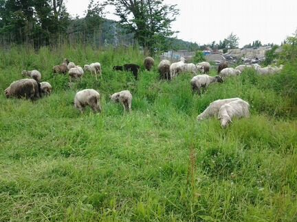 Овцы и козы - фотография № 1