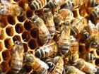 Продам 4 пчело-семьи (продам пчел)