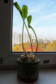 Дримиопсис в глиняном горшке