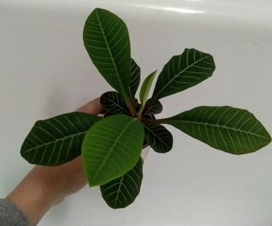 Молочай беложильчатый (эуфорбия)