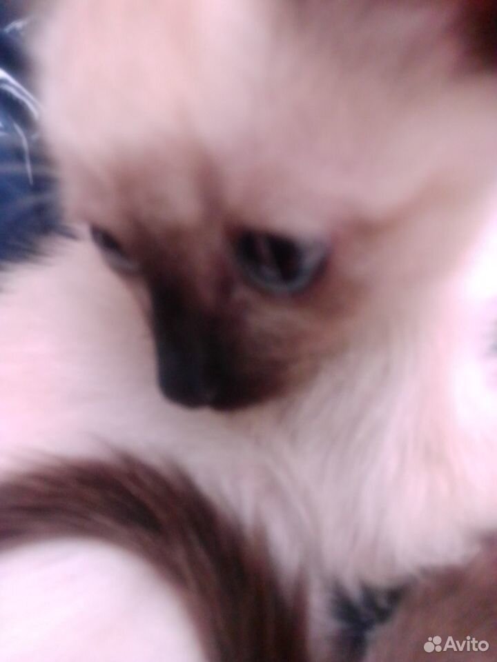 Котята сиамские