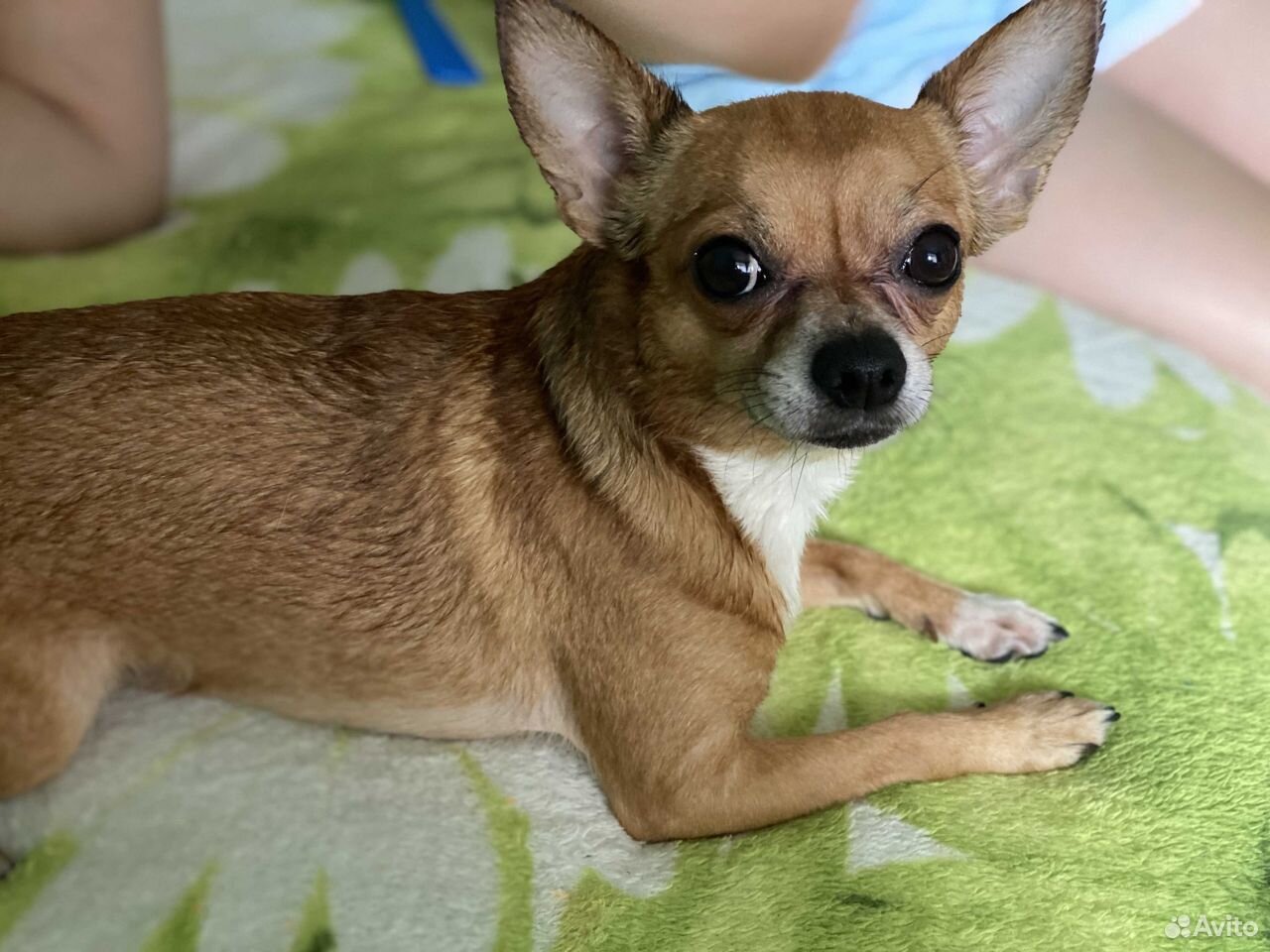 чихуахуа для вязок. вязка чихуахуа донецк. вязка у собак чихуахуа. вязка у собак чихуахуа. чихуахуа для вязок.