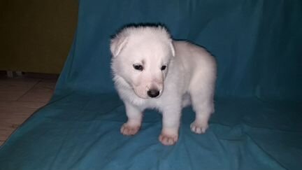 Белая швейцарская овчарка