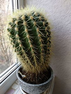 Кактус большой высота 25см