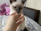 Сиамский/тайский котёнок объявление продам