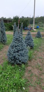 Ель голубая Ольденбург 1.5 - 1,75 м