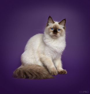 Лучшие из Лучших