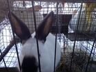 Продаются кролики объявление продам