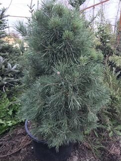 Сосна обыкновенная Extra