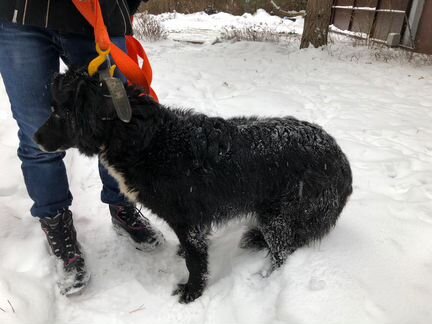 Замечательная Арья ищет дом