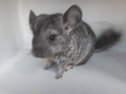 Шиншилла Лео