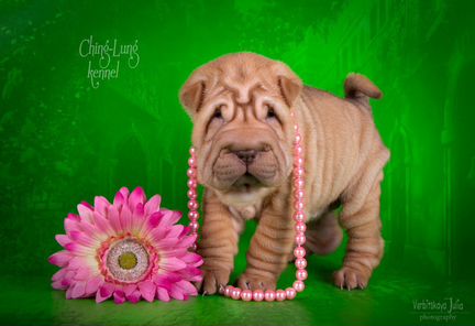 Девочка Шар-пей