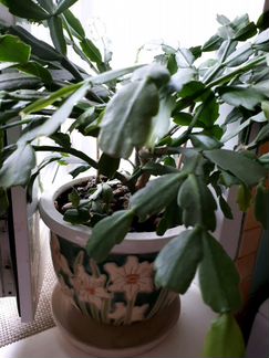 Цветы в горшках