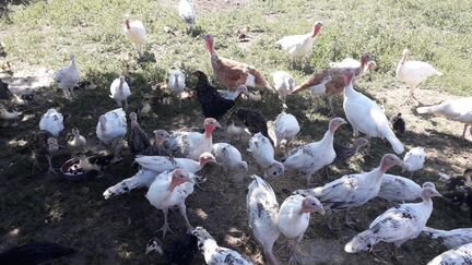 Куры Брама и Индюки Домашние